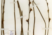 <strong>Iridaceae - Gladiolus - Gladiolus atropurpureus Baker</strong><br />© hnb