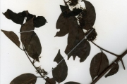 <strong>Rubiaceae - Keetia - Keetia inaequilatera (Hutch. & Dalziel) Bridson</strong><br />© hnb