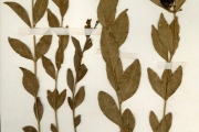 <strong>Oleaceae - Jasminum - Jasminum kerstingii Gilg & Schellenb.</strong><br />© hnb