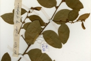 <strong>Rhamnaceae - Ziziphus - Ziziphus abyssinica A.Rich.</strong><br />© hnb