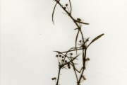 <strong>Rubiaceae - Oldenlandia - Oldenlandia lancifolia (Schumach.) DC.</strong><br />© hnb