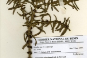 <strong>Lythraceae - Ammannia - Ammannia prieuriana Guill. & Perrault</strong><br />© hnb