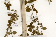<strong>Scrophulariaceae - Lindernia - Lindernia diffusa (L.) Wettst.</strong><br />© hnb