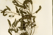 <strong>Capparidaceae - Cleome - Cleome monophylla L.</strong><br />© hnb