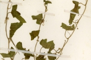 <strong>Cucurbitaceae - Mukia - Mukia maderaspatana (L.) M.Roem.</strong><br />© hnb