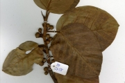 <strong>Moraceae - Ficus - Ficus trichopoda Baker</strong><br />© hnb