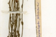<strong>Scrophulariaceae - Crepidorhopalon - Crepidorhopalon schweinfurthii (Oliv.) Eb.Fisch.</strong><br />© hnb