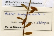 <strong>Ochnaceae - Sauvagesia - Sauvagesia erecta L.</strong><br />© hnb