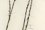 <strong>Scrophulariaceae - Sopubia - Sopubia simplex (Hochst.) Hochst.</strong><br />© hnb