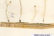 <strong>Burmanniaceae - Burmannia - Burmannia madagascariensis Mart. & Zucc.</strong><br />© hnb
