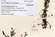 <strong>Droseraceae - Drosera - Drosera madagascariensis DC.</strong><br />© hnb