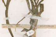 <strong>Amaryllidaceae - Crinum - Crinum zeylanicum L.</strong><br />© hnb
