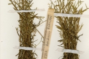 <strong>Poaceae - Heteranthoecia - Heteranthoecia guineensis (Franch.) Robyns</strong><br />© hnb