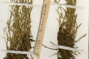 <strong>Poaceae - Heteranthoecia - Heteranthoecia guineensis (Franch.) Robyns</strong><br />© hnb