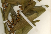 <strong>Moraceae - Ficus - Ficus verruculosa Warb.</strong><br />© hnb