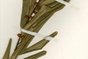 <strong>Moraceae - Ficus - Ficus verruculosa Warb.</strong><br />© hnb