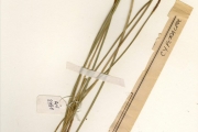 <strong>Cyperaceae - Eleocharis - Eleocharis variegata (Poir.) C.Presl</strong><br />© hnb