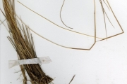 <strong>Poaceae - Rhytachne - Rhytachne rottboellioides Desv.</strong><br />© hnb