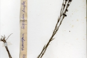 <strong>Scrophulariaceae - Sopubia - Sopubia simplex (Hochst.) Hochst.</strong><br />© hnb