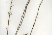 <strong>Scrophulariaceae - Sopubia - Sopubia simplex (Hochst.) Hochst.</strong><br />© hnb