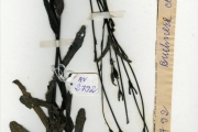 <strong>Scrophulariaceae - Buchnera - Buchnera capitata Benth.</strong><br />© hnb