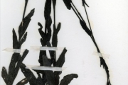 <strong>Scrophulariaceae - Buchnera - Buchnera capitata Benth.</strong><br />© hnb