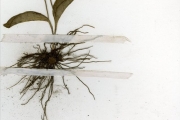 <strong>Ophioglossaceae - Ophioglossum - Ophioglossum costatum R.Br.</strong><br />© hnb
