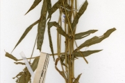 <strong>Poaceae - Brachiaria - Brachiaria lata (Schumach.) C.E.Hubb.</strong><br />© hnb