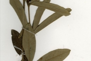 <strong>Rubiaceae - Fadogia - Fadogia cienkowskii Schweinf.</strong><br />© hnb