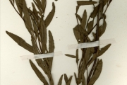 <strong>Lamiaceae - Becium - Becium grandiflorum (Lam.) Picc.-Serm. var obovatum (E.Mey. ex Benth.) Sebald</strong><br />© hnb