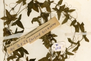 <strong>Cucurbitaceae - eeeeeee - Zehneria thwaitesii (Schweinf.) C.Jeffrey</strong><br />© hnb