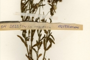 <strong>Asteraceae - Conyza - Conyza aegyptiaca (L.) Aiton</strong><br />© hnb