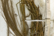 <strong>Poaceae - Perotis - Perotis patens Gand.</strong><br />© hnb