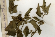 <strong>Solanaceae - Solanum - Solanum anguivi Lam.</strong><br />© hnb