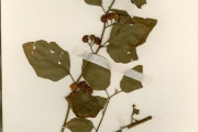 <strong>Solanaceae - Solanum - Solanum anguivi Lam.</strong><br />© hnb