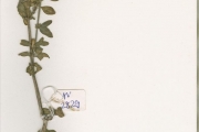 <strong>Acanthaceae - Justicia - Justicia insularis T.Anderson</strong><br />© hnb