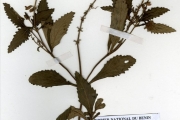 <strong>Lamiaceae - Orthosiphon - Orthosiphon rubicundus (D.Don) Benth.</strong><br />© hnb