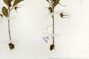 <strong>Moraceae - Dorstenia - Dorstenia cuspidata Hochst. ex A.Rich. var. cuspidata</strong><br />© hnb