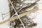 <strong>Psilotaceae - Psilotum - Psilotum nudum (L.) P.Beauv.</strong><br />© hnb