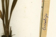 <strong>Hypoxidaceae - Curculigo - Curculigo pilosa (Schumach. & Thonn.) Engl.</strong><br />© hnb