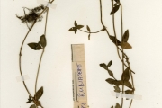 <strong>Rubiaceae - Oldenlandia - Oldenlandia goreensis (DC.) Summerh.</strong><br />© hnb