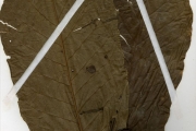 <strong>Rubiaceae - Oxyanthus - Oxyanthus unilocularis Hiern</strong><br />© hnb