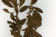 <strong>Moraceae - Ficus - Ficus thonningii Blume</strong><br />© hnb