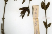 <strong>Rubiaceae - Fadogia - Fadogia andersonii Robyns</strong><br />© hnb