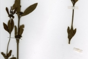 <strong>Rubiaceae - Fadogia - Fadogia andersonii Robyns</strong><br />© hnb