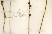 <strong>Asparagaceae - Drimia - Drimia glaucescens (Engl. & Krause) H.Scholz</strong><br />© hnb