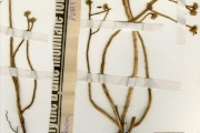 <strong>Portulacaceae - Portulaca - Portulaca foliosa Ker Gawl.</strong><br />© hnb