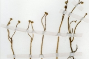 <strong>Portulacaceae - Portulaca - Portulaca foliosa Ker Gawl.</strong><br />© hnb