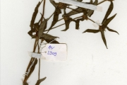 <strong>Rubiaceae - Spermacoce - Spermacoce ruelliae DC.</strong><br />© hnb
