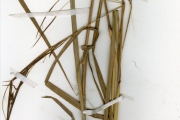 <strong>Poaceae - Hyparrhenia - Hyparrhenia mutica Clayton</strong><br />© hnb